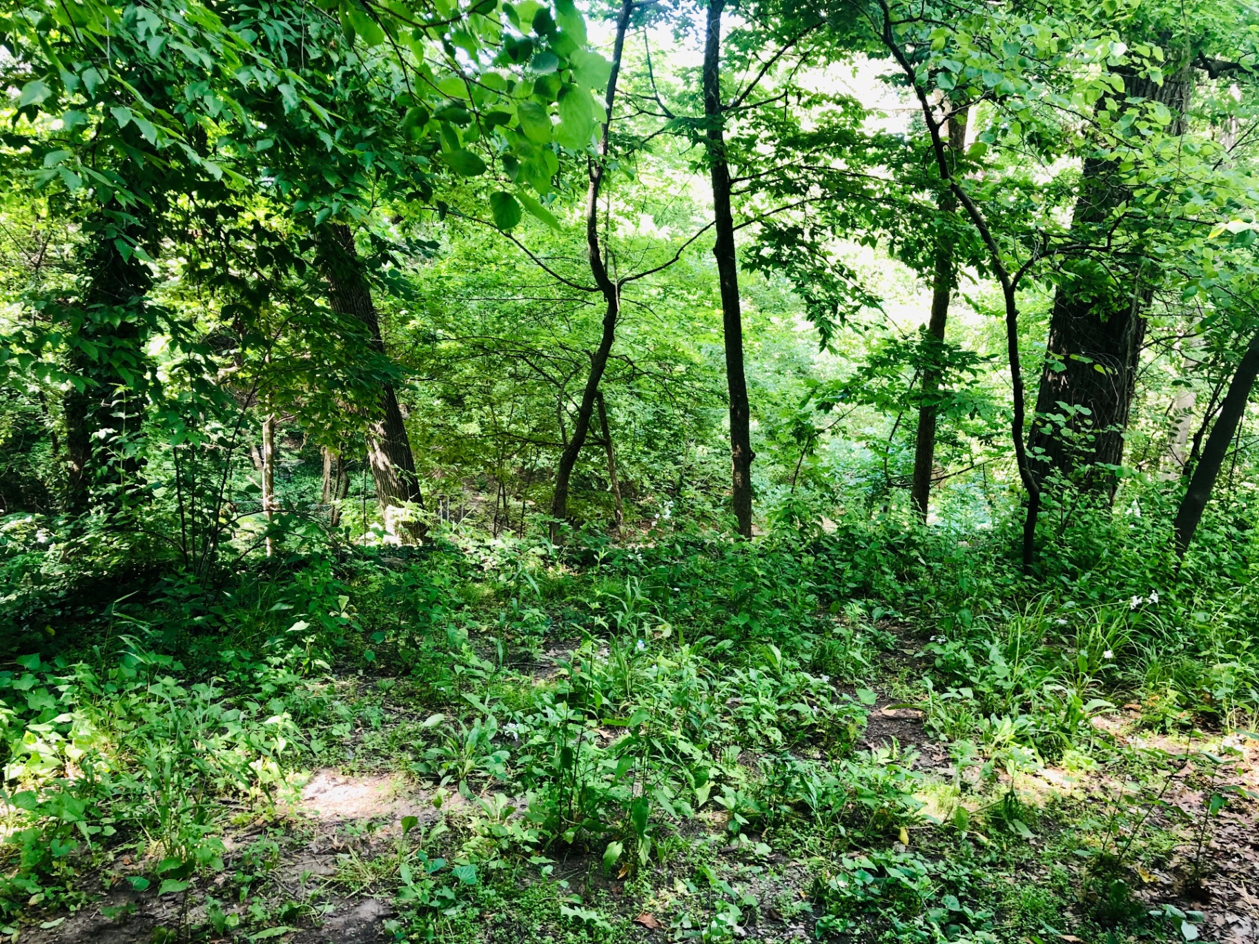 2034 Iuka Ave A lush green Iuka Ravine woods just off the back porch